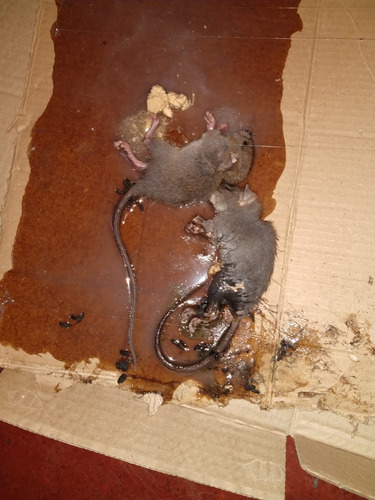 Imagen 2 de 7 de Fumigacion, Desinfección, Desratización ,limpieza De Tanque