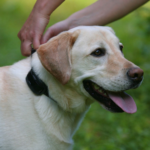 Collar Para Perro Educador De Ladridos Dogwatch Bt7