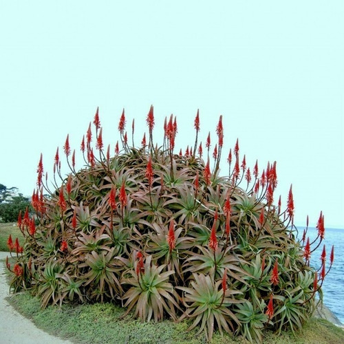 100 Semillas De Acíbar, Aloe Candelabro (aloe Arborescens)