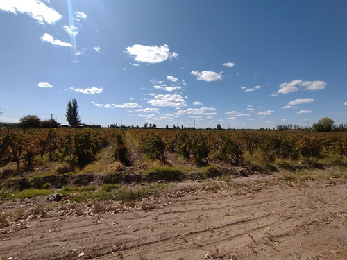 Imagen 5 de 16 de ¡zeballos Estudio Jurídico E Inmobiliaria Vende Finca En Producción En Lavalle! Mat. 134/135