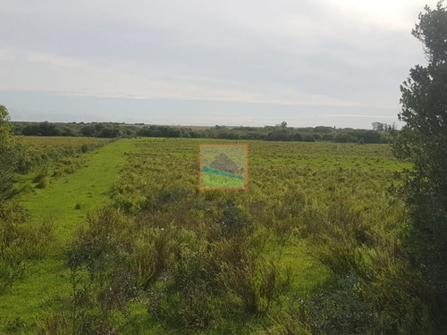 Imagen 2 de 14 de Campo 57 Hás En Garzón