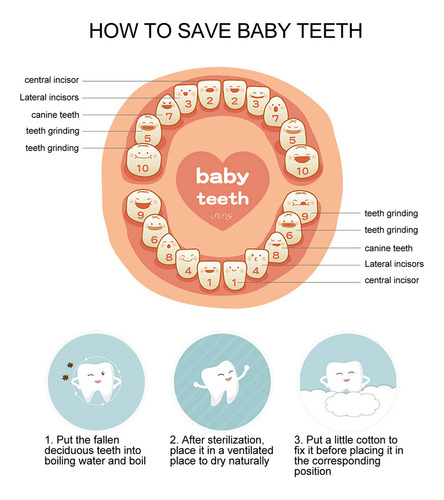 Soporte Para Dientes De Bebé, Recuerdo De Dientes, Fecha De