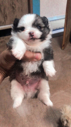 Imagem 2 de 4 de Sptiz Alemão (lulu Da Pomerania)