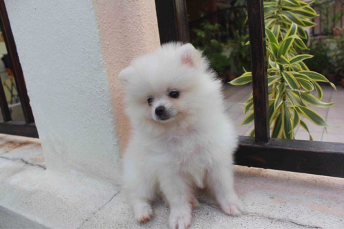 Imagen 5 de 6 de Cachorros Pomeranias Machos Y Hembras 100% Puros Y Vacunados