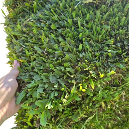 Grama Bahiana Cesped En Panes X 10 M2- Hanasono