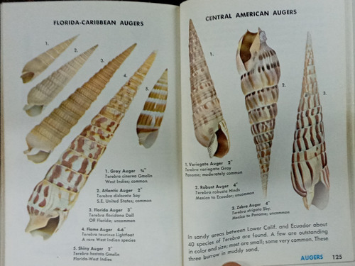 Imagen 5 de 7 de Seashells Of The World * A Guide To The Better Known Species