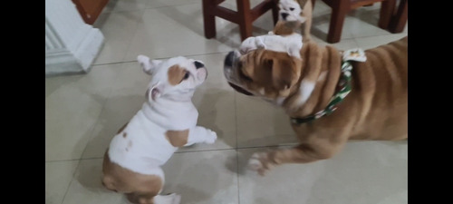 Imagen 8 de 9 de Cachorros De Bulldog Inglés