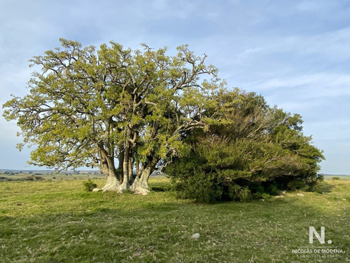 Campo En José Ignacio