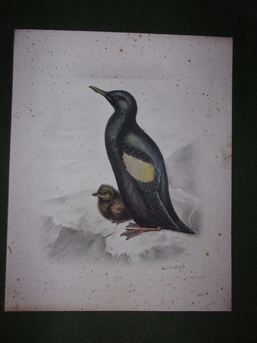 Pájaro Ave Litografía Coloreada Plate Ccci
