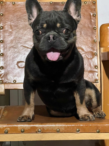 Bulldog Frances Disponible Para Monta