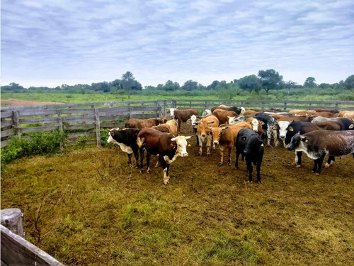 Campo En Venta En Chaco 1250 Hectareas Mixto Financiacion