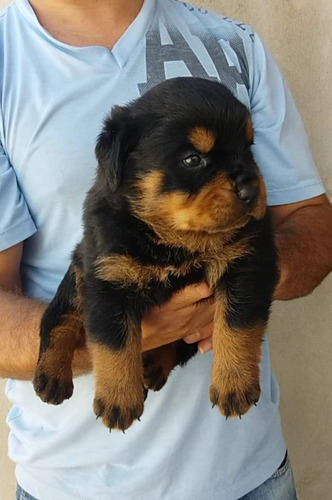 Filhotes De Rottweiler Com Pedigree Cbkc E Microchip