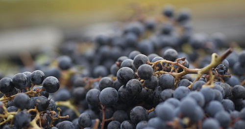 Planta Trepadora Uva Tinta Variedad Cabernet Sauvignon
