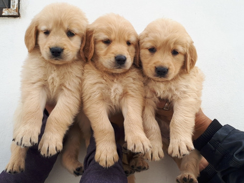 Imagen 9 de 10 de Cachorros Golden Retriever Gigantes