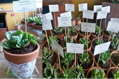 Recuerdos Suculentas Plantas Cactus Matrimonio Baby Shower