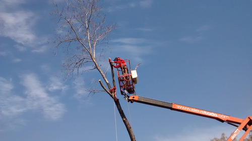 Imagen 3 de 10 de Arborista Certificado Aataac - Poda De Árboles