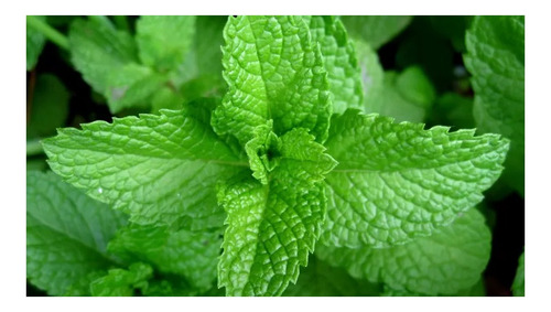 70 Sementes De Hortelã Menta - Mentha