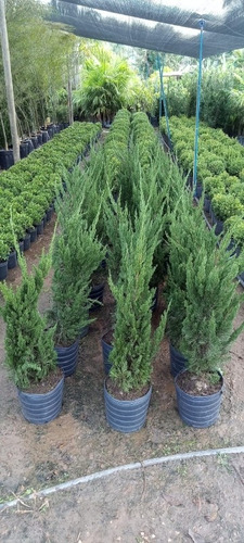 Imagem 3 de 5 de Plantas Ornamentais