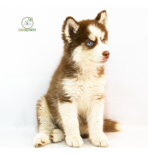 Imagen 2 de 2 de Limaonepets - Cachorros Siberiano Husky