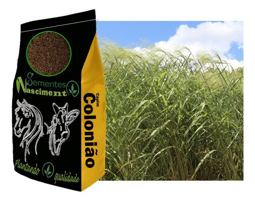Sementes Capim Colonião 30kg - Resistente A Seca.