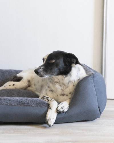 Imagen 3 de 7 de Cama Moises Para Perro O Gato Alaska Grande