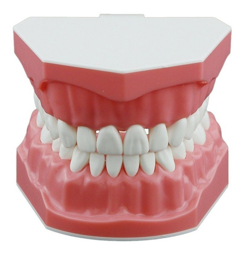 Arcada Dental Modelo Dientes Grandes Estudio Enseñanza