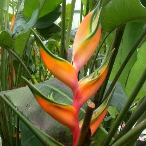 Pack De 20 Semillas (rizomas) De Heliconia Peachy Pink