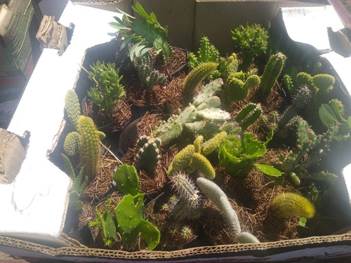 Cactus Por Caja De 30 Pzas