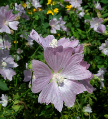 20 Semillas De Flor De Malva Alcea+ Instructivo