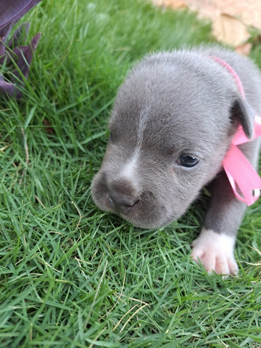 Imagen 3 de 5 de Venta De Pitbull Puros