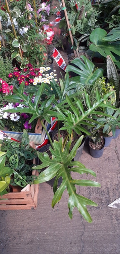Imagen 2 de 2 de Philodendron Selloun E05
