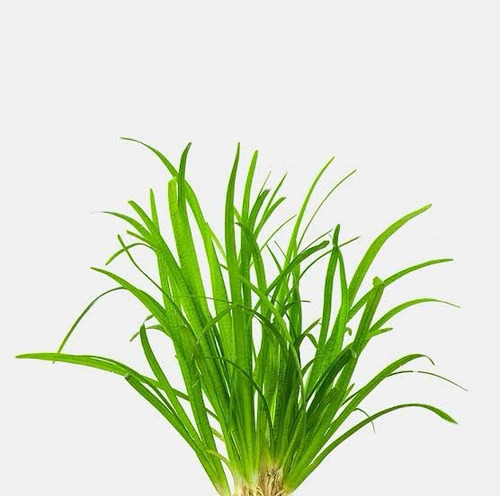 Sagittaria Subulata Var. Natans Low Tech