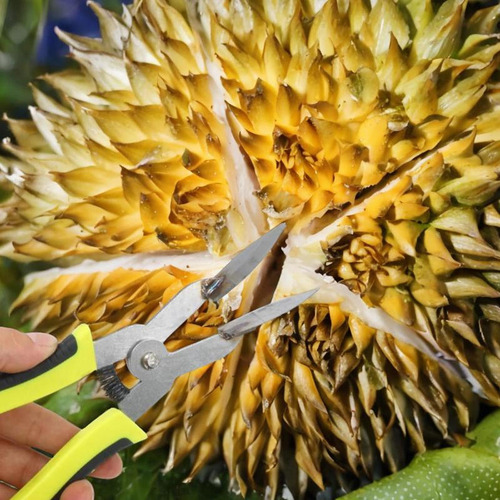 Durian Opener Peeler Professional Rust Propon -proponmiers