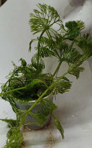 Planta Limnophila Sessiliflora Maceta C/sustrato Plantados