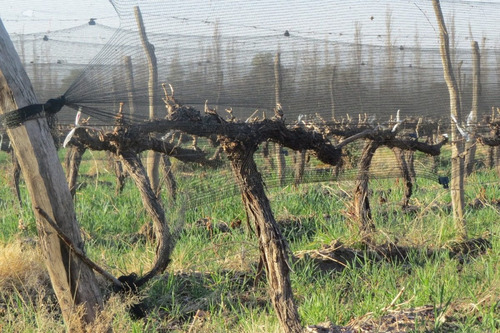 Imagen 4 de 12 de Vendo Finca 25 Hectareas En Colonia Elena San Rafael Mendoza