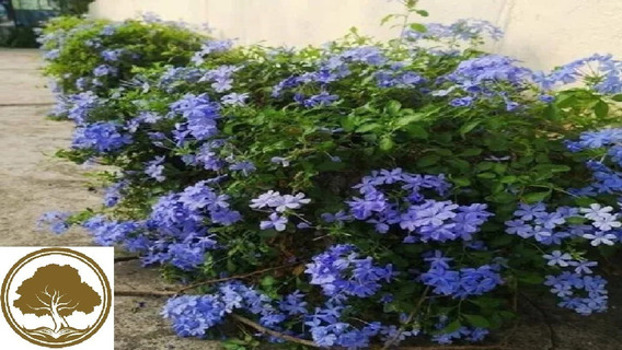 Jazmin Del Cielo ( Planta ) Plumbago Auriculata 80 Cm /