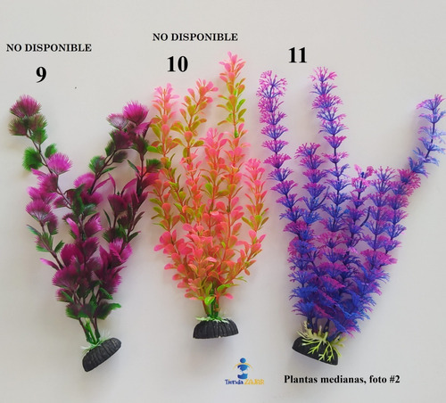 Plantas Decorativas Medianas Para Acuarios