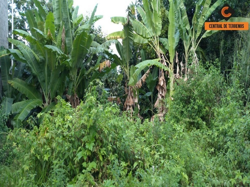 Imagem 14 de 15 de Terreno Próximo Ao Bosque Da Paz - Te00443 - 69487473