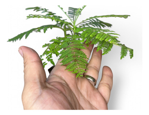 Bonsai Jacaranda N2 8 Años 25cm En Maceta Cultivo Esmaltada