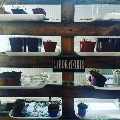 Planta Carnívora Gigante (6 Años) En Maceta Autorregable