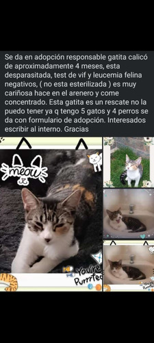 Se Da En Adopción Responsable