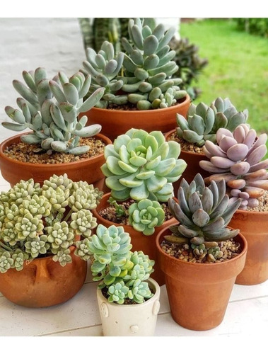 400 Semillas Suculentas, Cactus Diablo, Lila, Nara+ Sustrato