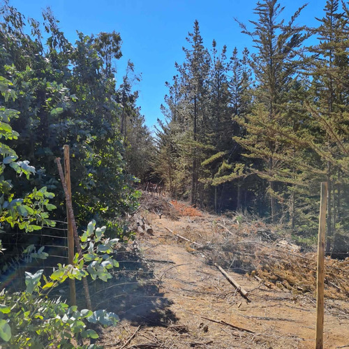 Bosque De Cipres En Zona Urbana