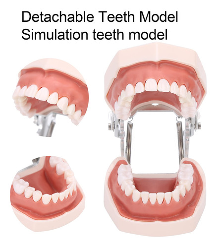Modelo De Dientes Estándar, Modelo De Dentadura De