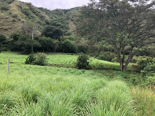 Imagen 14 de 30 de Finca Agrícola Santa Fe De Antioquia, Vereda El Tunal - Se Vende