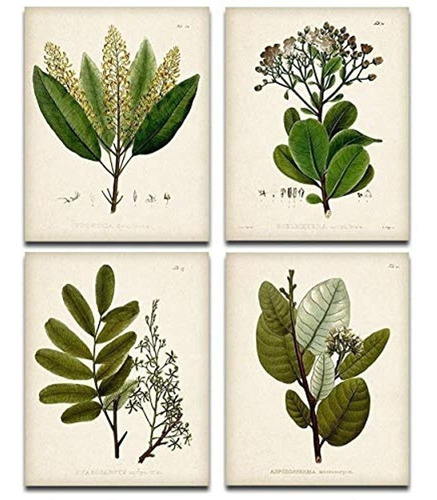 Impresiones De Arte Botanico Verde Conjunto De Cuatro Impre