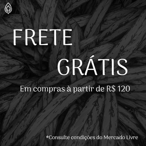 6 Pacotes Super Chá Sb Maravilhas Da Terra- Líder Em Vendas