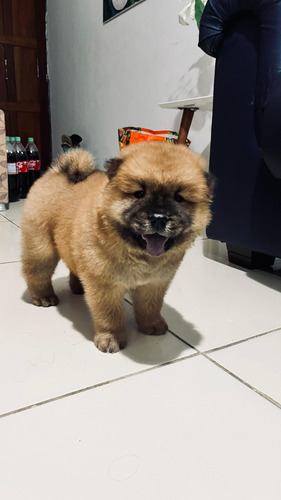 Filhote Chow Chow Fêmea