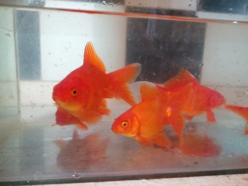 Golfish 13 Cm Peces Agua Fria Directo Criadero