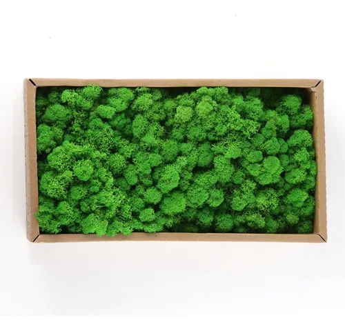 Fruit Green / 500g Decorative Moss Preserved Durable Natural